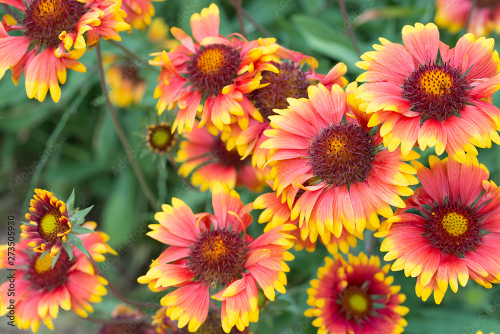 Fototapeta premium multicolored echinacea flowers
