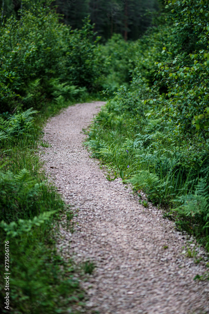 beautiful pathway in the green forest after the rain beautiful pathway in the green forest after the rain