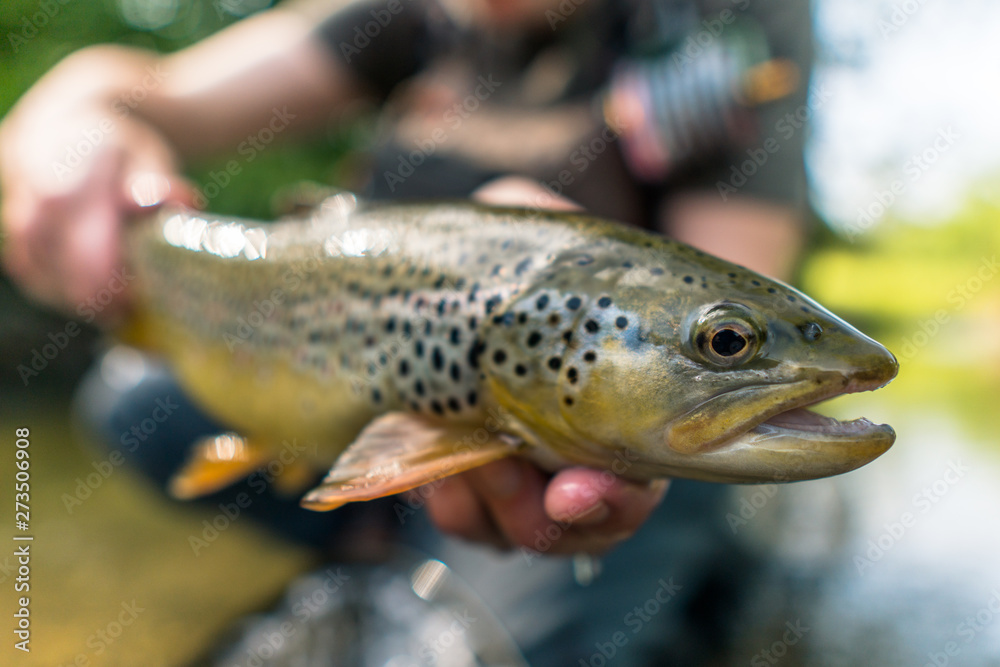 Brown trout (Salmo Trutta Fario) Brown trout (Salmo Trutta Fario)