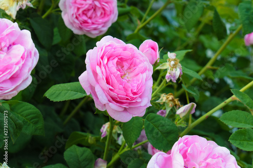 Pink garden roses, pink tea roses on a green background. Floral background, copyspace