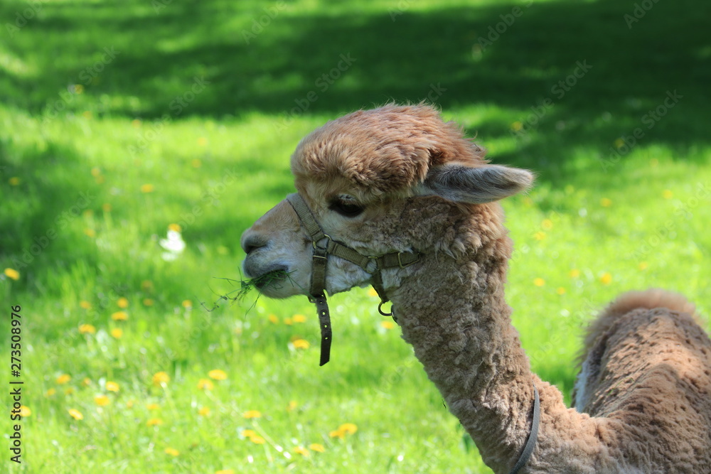 Fototapeta premium Природа