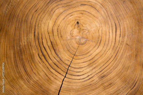 Large circular piece of wood cross section with tree ring texture pattern and cracks