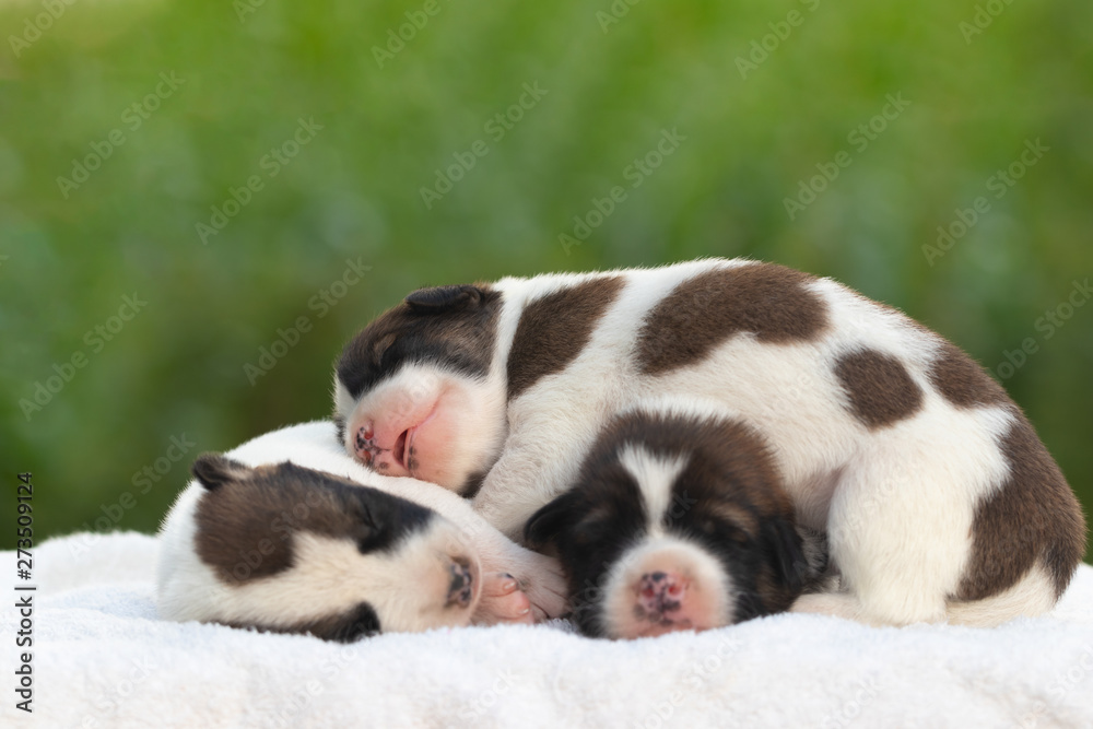 Three newborn dogs has black and white color sleeping on a white towel with a blurred background of green nature. It's a cute and nurturing animal.