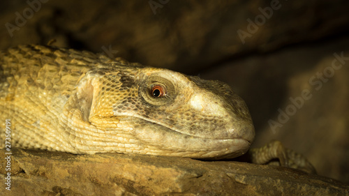 Brown iguana