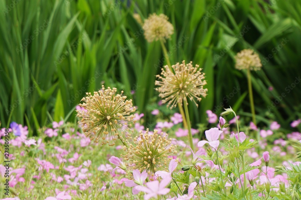 flowers in the meadow spring season flowers in the meadow spring season
