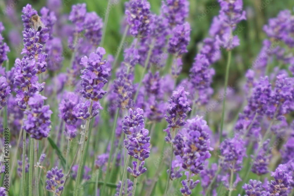 lavender field in region