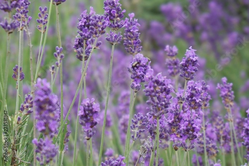 lavender field in region