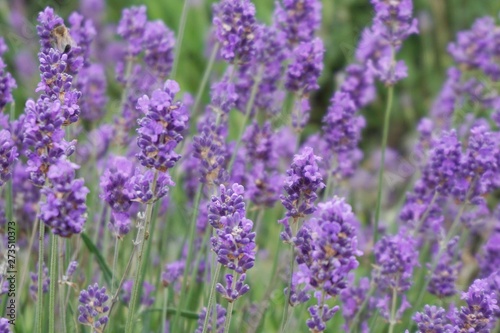 lavender field in region © Clip Arts Fusion 