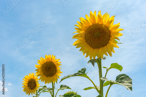 Girasoles de Andalucia