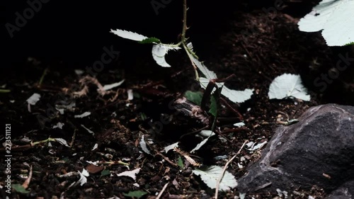 Mantis eating leaves. Leaves in tropical forest, background of forest branches and leafs