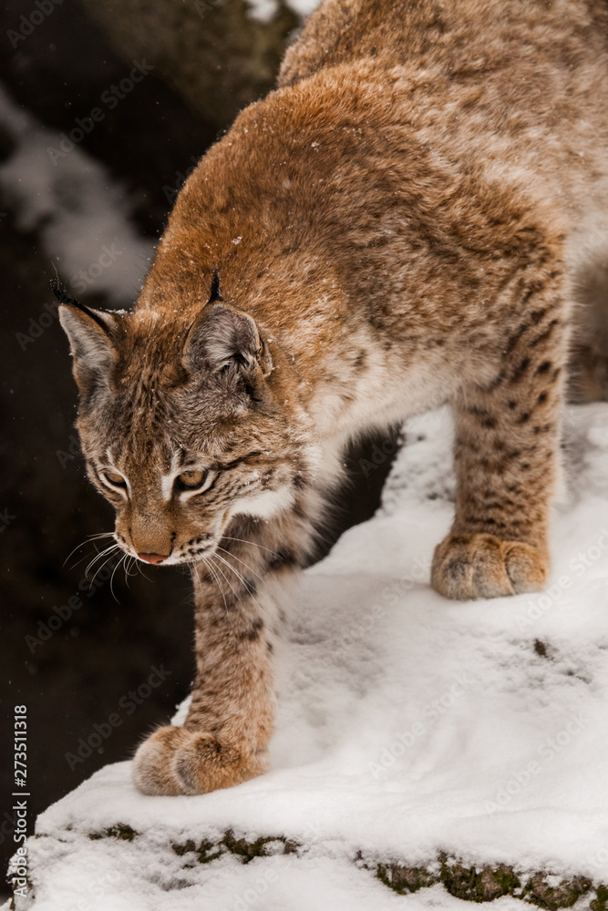 Beautiful big cat lynx walks on snow-covered winter rocks, face and paw close-up. Beautiful big cat lynx walks on snow-covered winter rocks, face and paw close-up.