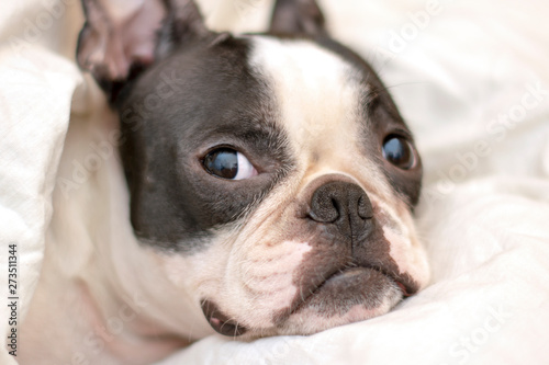 Boston Terrier rests and sleeps on a cozy white bed with pillows. © leksann