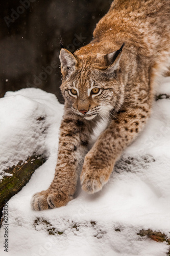Beautiful big cat lynx walks on snow-covered winter rocks, face and paw close-up.