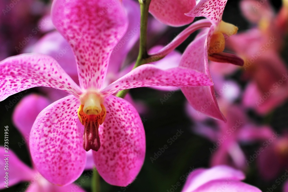 Orchidee Orchidee