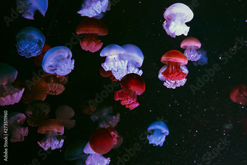 amazing unreal colorful cannonball jellyfish (stomolophus meleagris) underwater on dark background