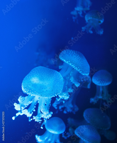 australian spotted jellyfish underwater on blue background