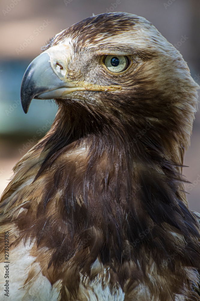 Obraz premium Golden eagle looking around. A majestic golden eagle takes in its surroundings from its spot amongst vegetation