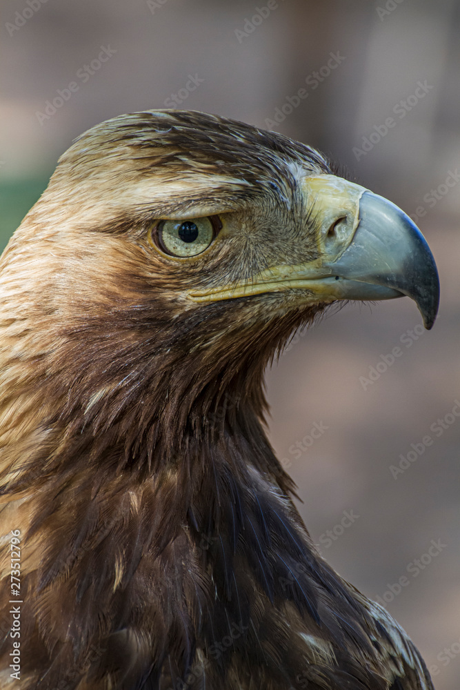 Fototapeta premium raptor eagle, diurnal bird of prey with beautiful plumage and yellow beak