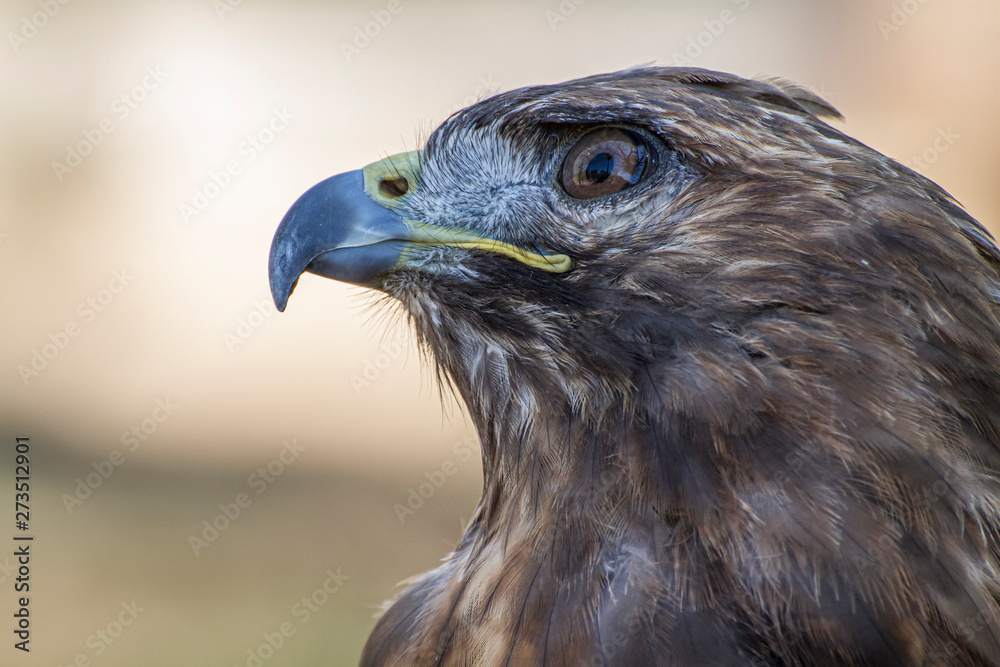 Golden eagle looking around. A majestic golden eagle takes in its surroundings from its spot amongst vegetation