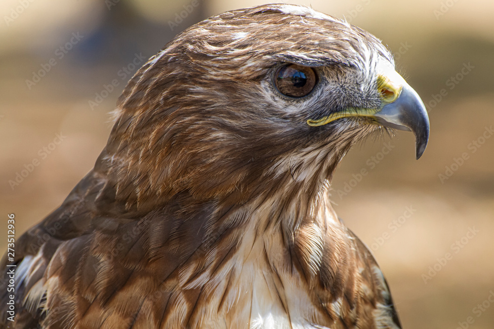 raptor eagle, diurnal bird of prey with beautiful plumage and yellow beak raptor eagle, diurnal bird of prey with beautiful plumage and yellow beak