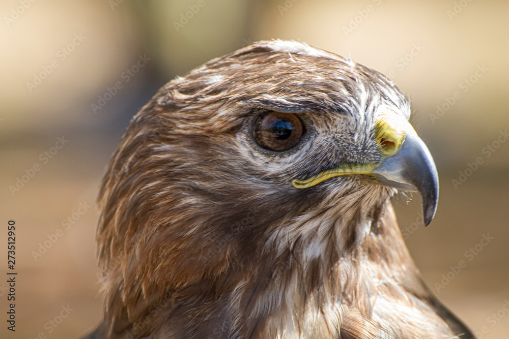 eagle, diurnal bird of prey with beautiful plumage and yellow beak eagle, diurnal bird of prey with beautiful plumage and yellow beak