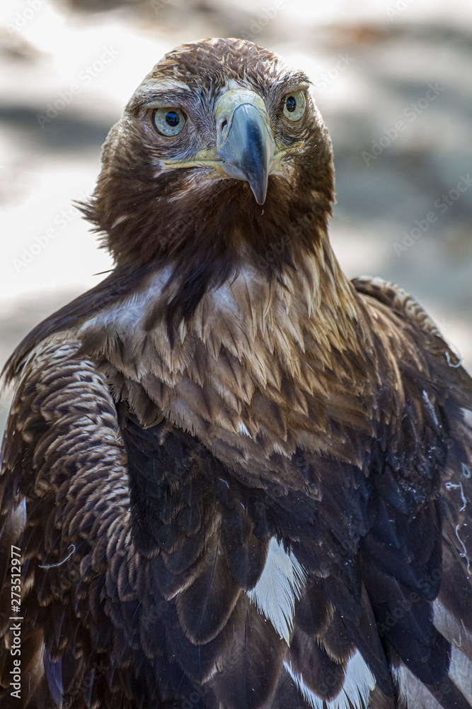 Fototapeta premium eagle, diurnal bird of prey with beautiful plumage and yellow beak