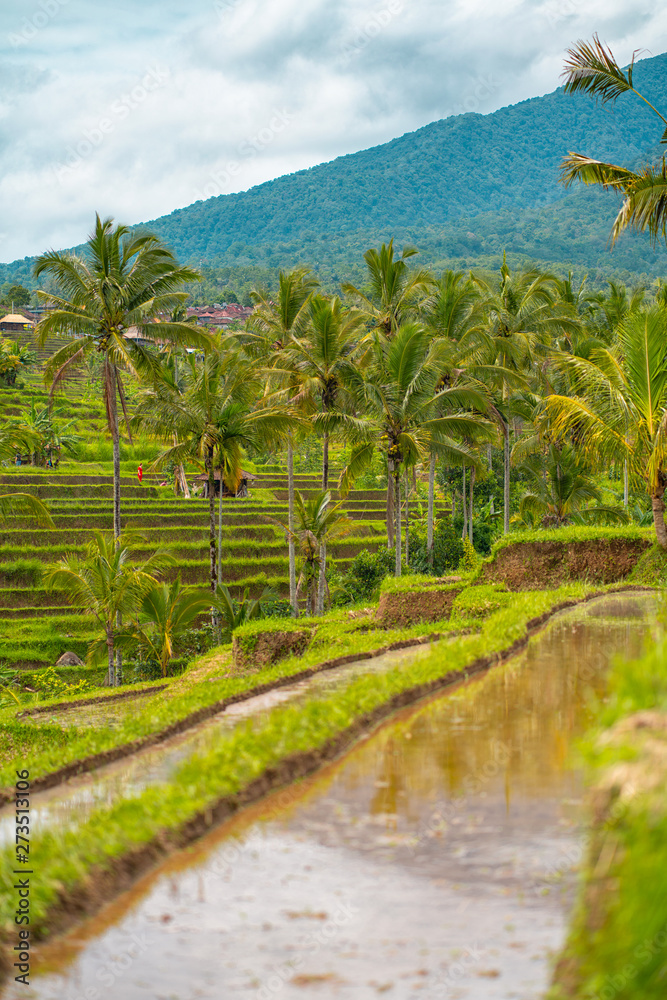Obraz premium Rice fields and palms on the background. Bali, Indonesia