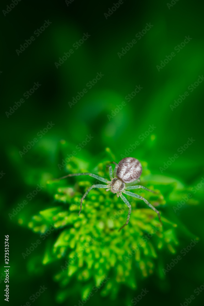 Macro photography, spider on top of plant, white tranparant, Araneae, Schorsmarpissa, Arachnida Macro photography, spider on top of plant, white tranparant, Araneae, Schorsmarpissa, Arachnida