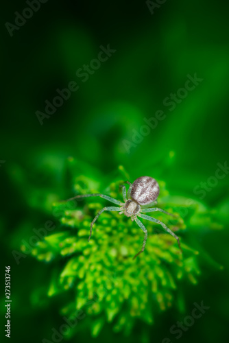 Macro photography, spider on top of plant, white tranparant, Araneae, Schorsmarpissa, Arachnida © David Peperkamp