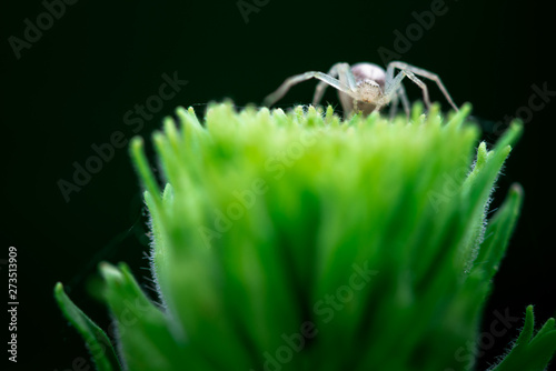 Macro photography, spider on top of plant, white tranparant, Araneae, Schorsmarpissa, Arachnida photo