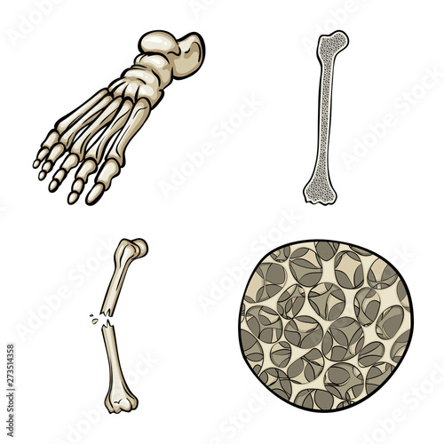 Isolated object of bone and skeleton sign. Set of bone and human stock vector illustration.