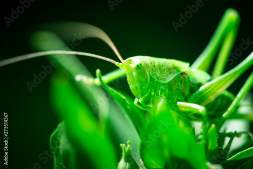 Macro photo, close up, insect, Green grasshopper is sitting on a leaf, Great green bush-cricket, Orthoptera, Arthropoda