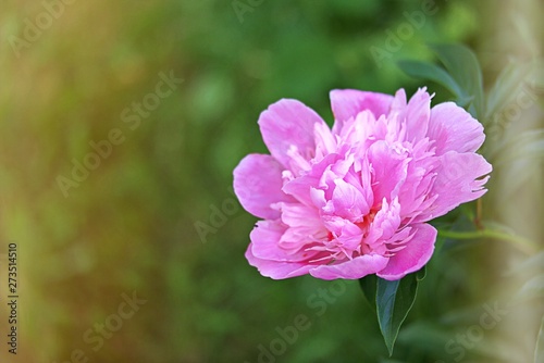 Fresh pink peonies in the garden. Summer flowers. Toned. Copy space.
