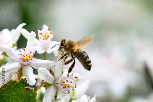 Biene an der Blüte eines Marienbäumchens mit unscharfem Hintergrund © Gerhard