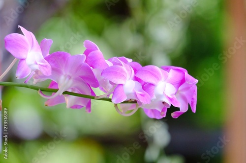A bunch of purple Thai orchid blossom in a garden with blurred green nature background and bokeh light 