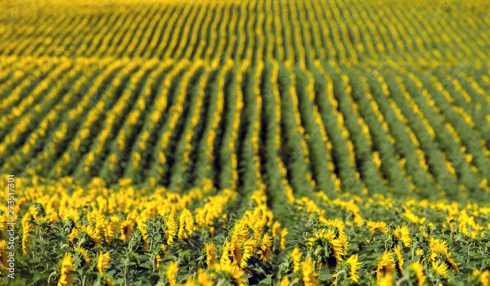 Rows of sunflowers on the field. Agriculture landscape. Selective focus.