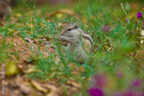 Indian Palm Squirrel among the flower plants in its natural habitat