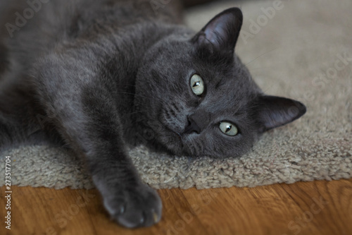 Fat blue russian cat lying on grey rug