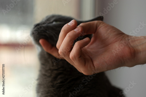 Man's hand strokes russian blue cat. soft focus