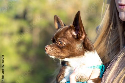 portrait of happy chihuahua sitting on girls's hands