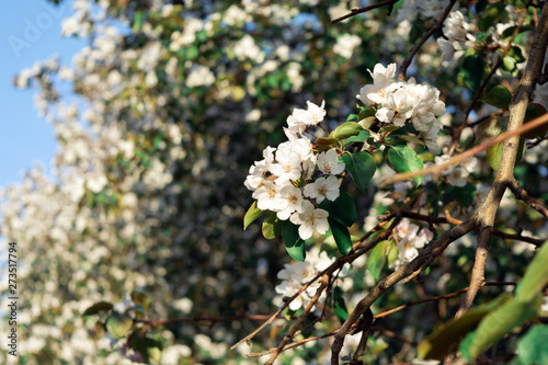 Blooming apple tree under blue sky. soft focus background