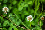 Summer green background - leaves and small white flowers of clover. Beautiful bokeh. Place for text, spring and summer image, minimalism, daylight.