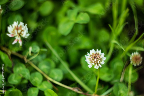 Summer green background - leaves and small white flowers of clover. Beautiful bokeh. Place for text, spring and summer image, minimalism, daylight.