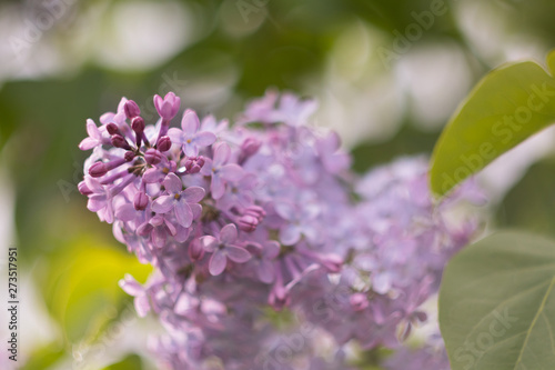 Blooming purple lilac closeup. The concept of beautiful summer flowering, natural beauty. Background image.