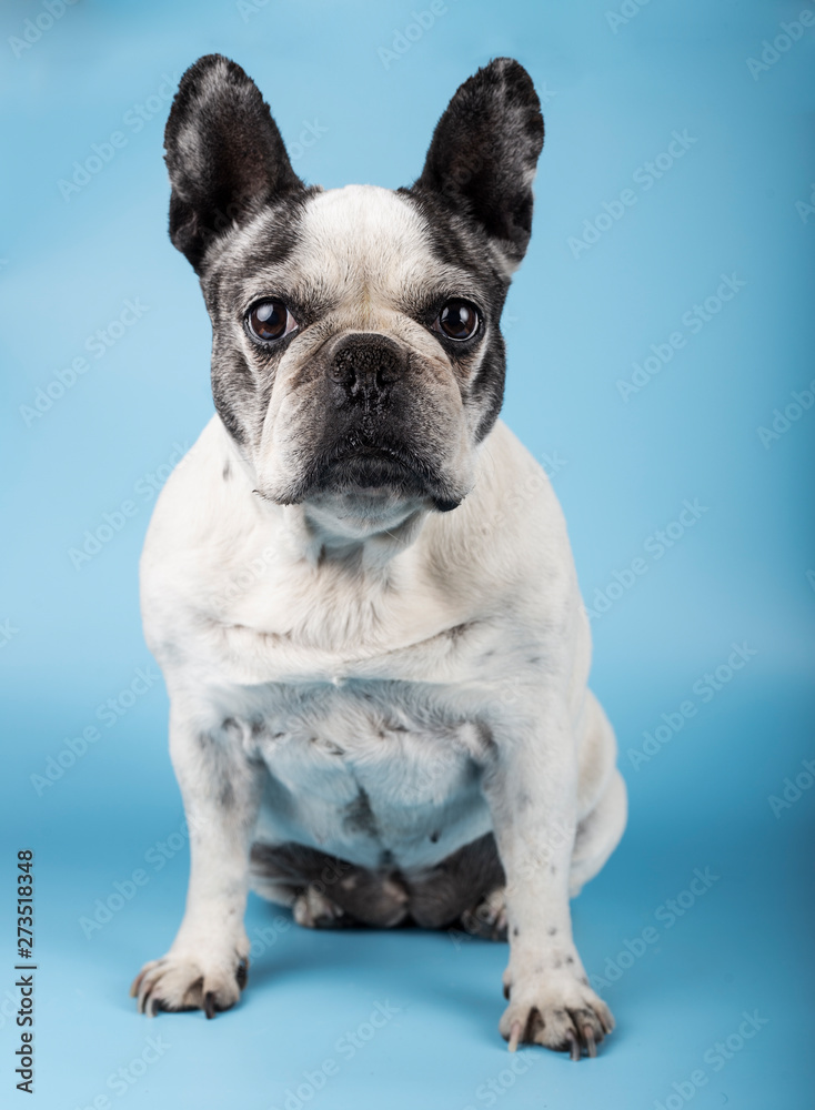French bulldog sitting, isolated on a blue background.