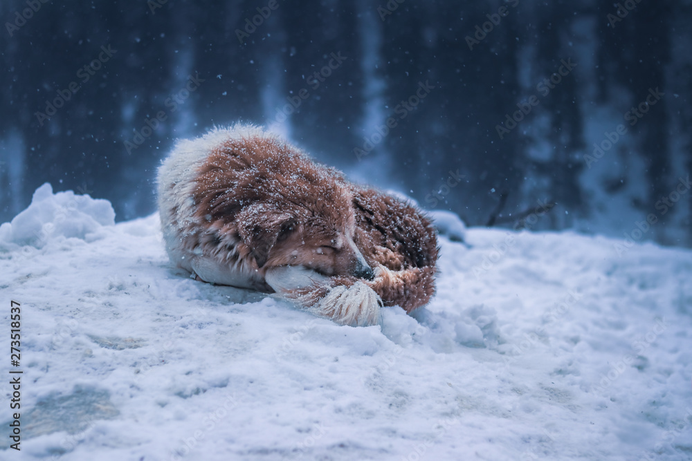 Obraz premium sleeping dog in snow