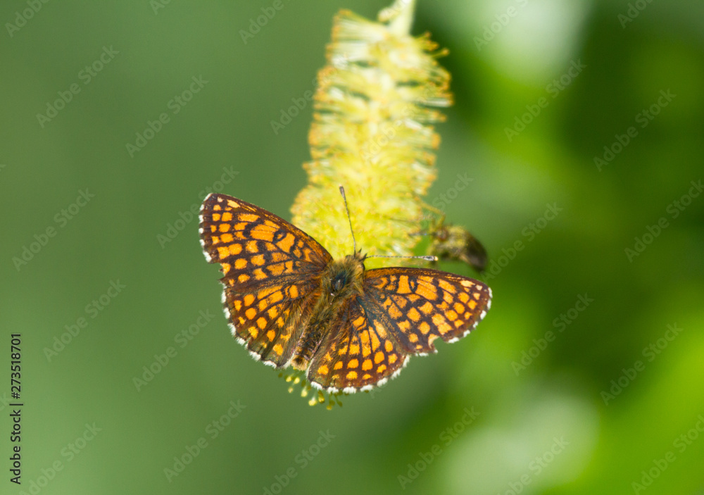 Obraz premium Heath fritillary (Melitaea athalia) butterfly on the catkins tree
