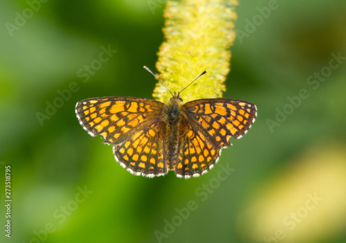 Heath fritillary  Melitaea athalia  butterfly on the catkins tree