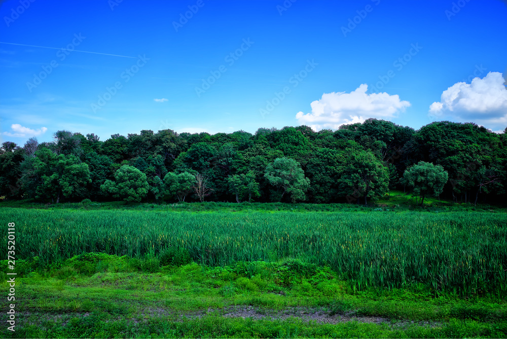 Fresh green forest horizon landscape