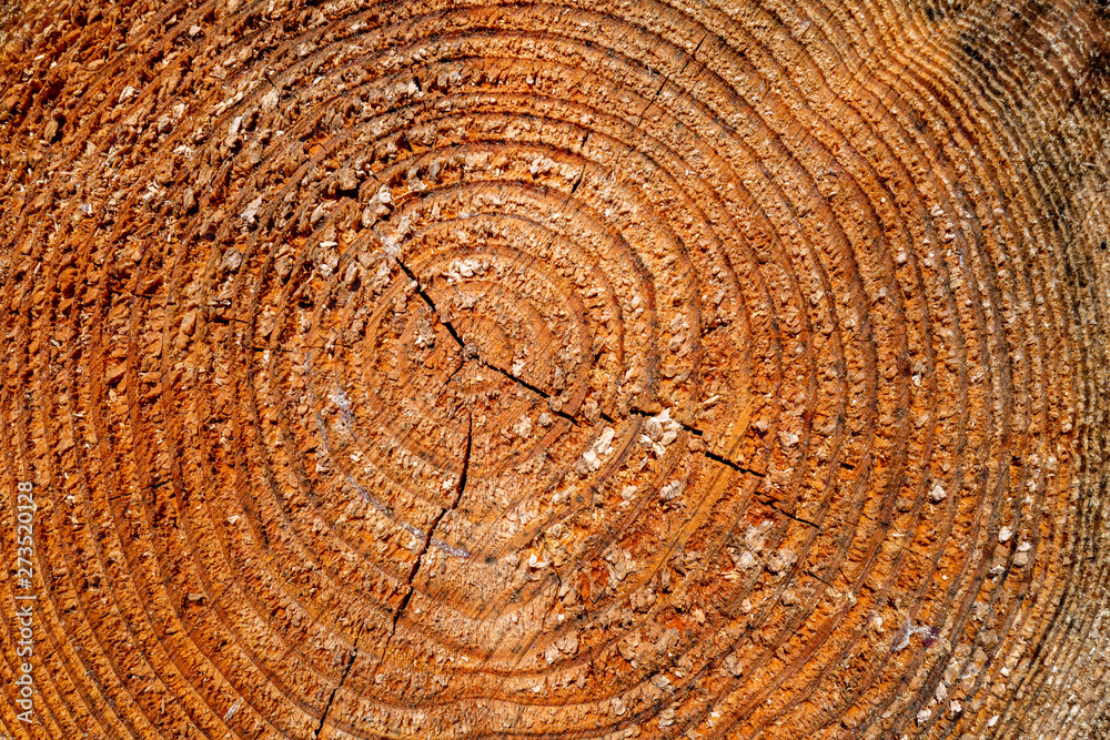 Naklejka premium coupe forestière